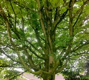 25th May 2024 - Sycamore tree. Eachill Gardens. Rishton. 