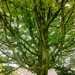 Sycamore tree. Eachill Gardens. Rishton.  by grace55