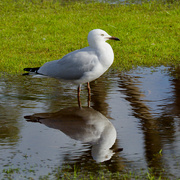 26th May 2024 - Me and My Reflection P8168214