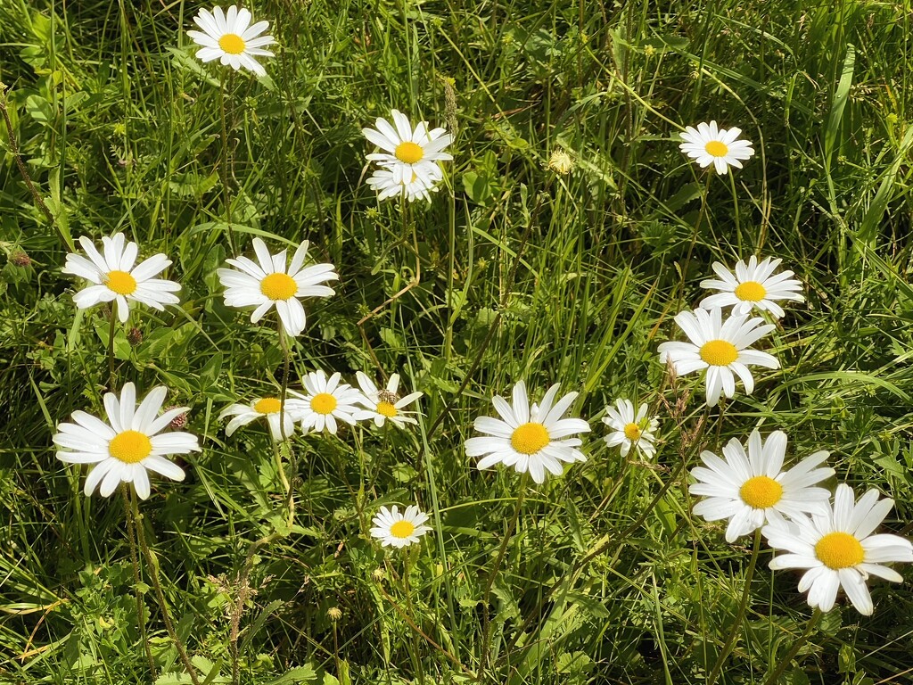 Daisies by mattjcuk