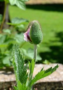 26th May 2024 - Emerging Poppy