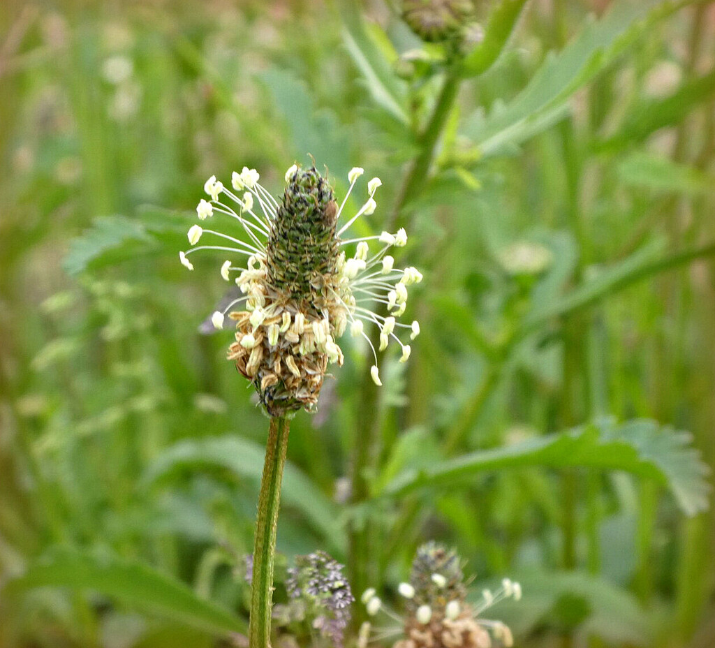 Ribwort Plantain by wendyfrost