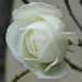 White Rose by fishers