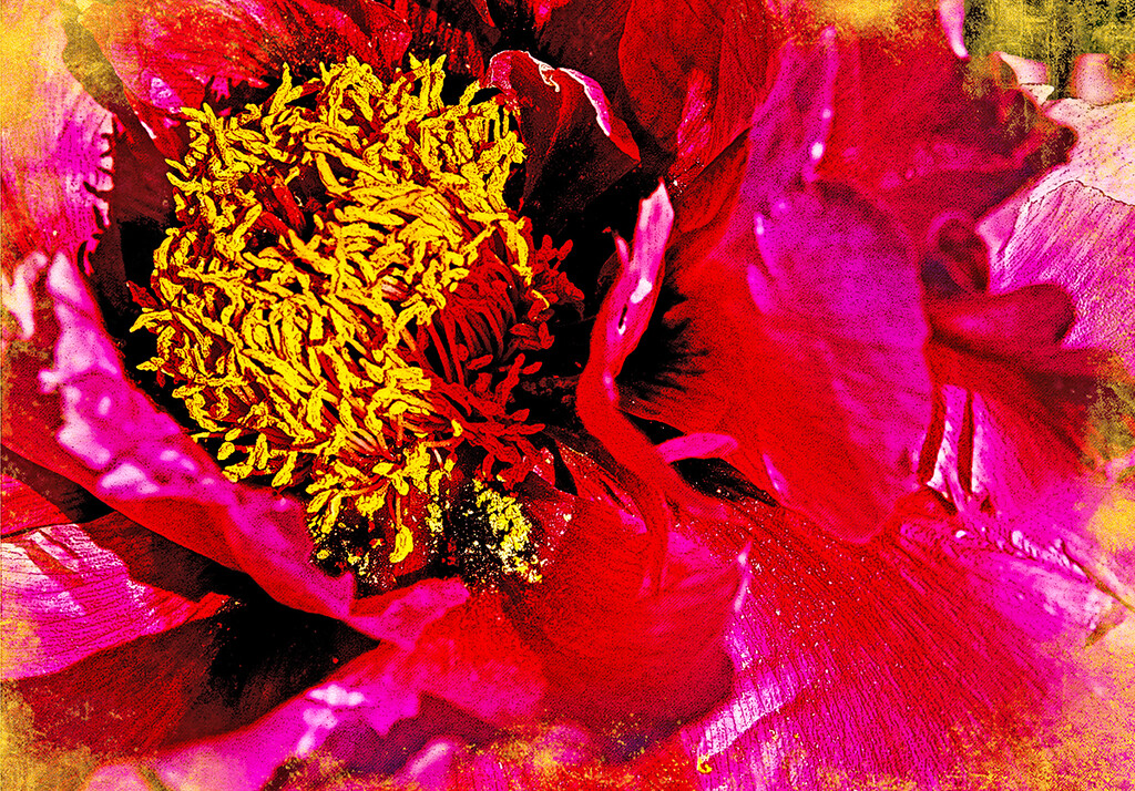 Gold Dust on Red Peony by gardencat