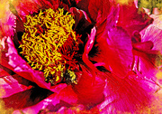 26th May 2024 - Gold Dust on Red Peony