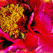 Gold Dust on Red Peony