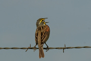 24th May 2024 - Call of the Dickcissel