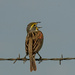 Call of the Dickcissel by kareenking