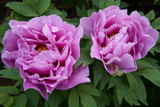 26th May 2024 - Peony Twins