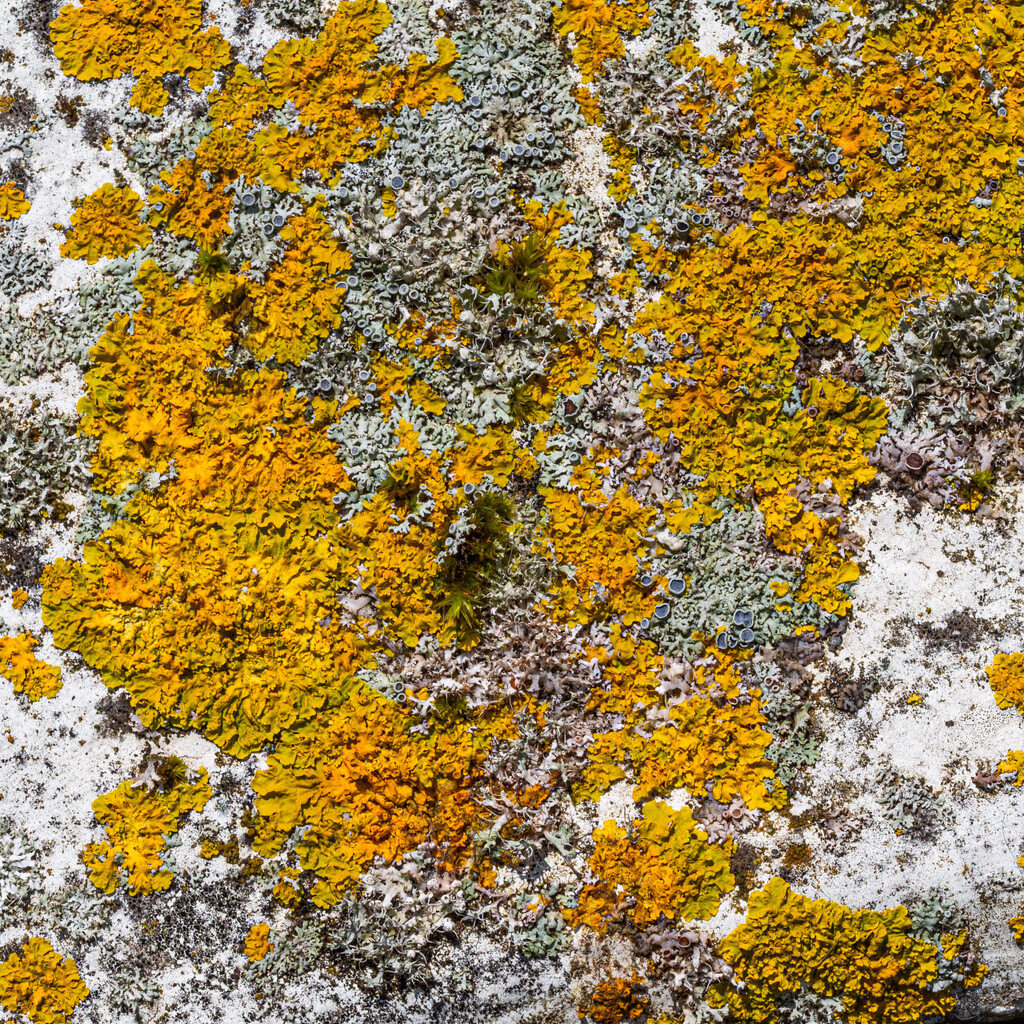 Lichens by anziphoto