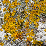 22nd May 2024 - Lichens