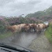 Gridlock on the roads of Mull!