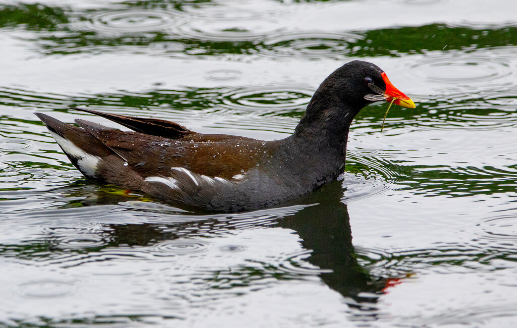 Moorhen by lifeat60degrees