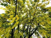 26th May 2024 - Laburnum