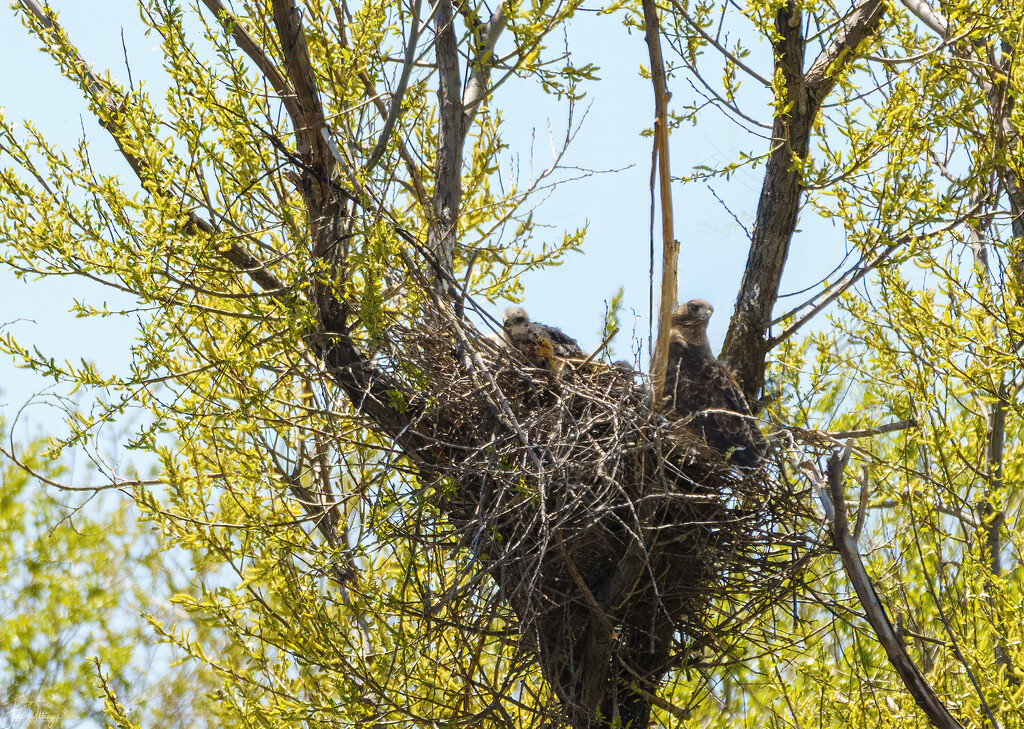 Golden Eagle Nest with Babies by jgpittenger