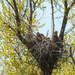 Golden Eagle Nest with Babies