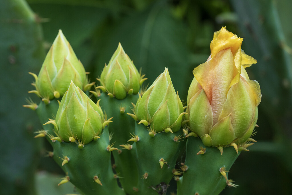 Cactus Buds by kvphoto