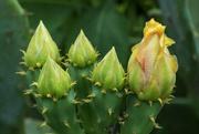 26th May 2024 - Cactus Buds