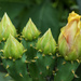 Cactus Buds by kvphoto