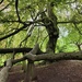 Time beneath a favourite tree by roachling