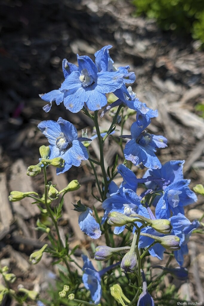 Delphinium 'Summer Blues'  by rhoing