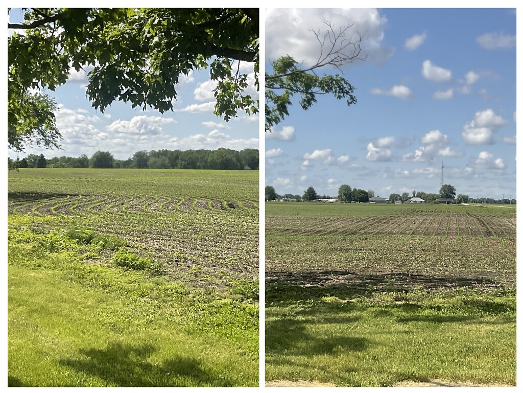 Soybeans planted  by illinilass