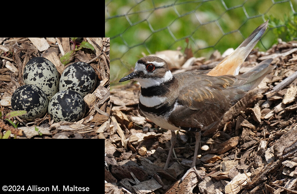 Killdeer and Clutch by falcon11