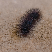 26th May 2024 - Giant Leopard Moth Caterpillar 