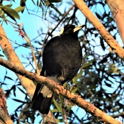 27th May 2024 -  Magpie Singing A Beautiful Song ~ 