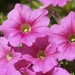 Vinca Flowers