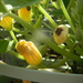 Squash Plant at Walmart  by sfeldphotos