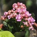 Pink Flowered Cactus by judyc57