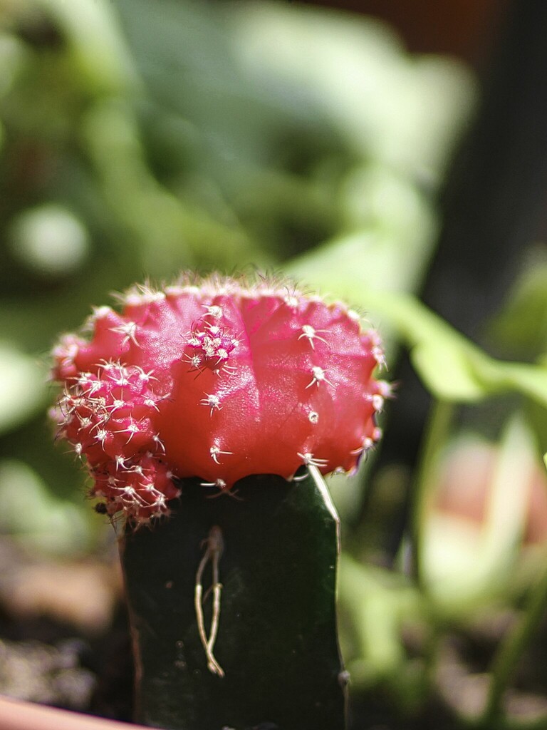 Red Headed Cactus by judyc57