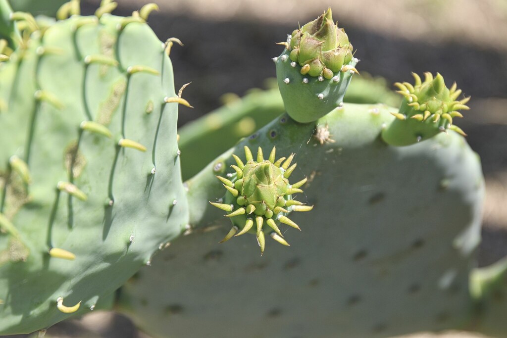 Prickly Pear Cactus by judyc57