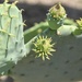 Prickly Pear Cactus