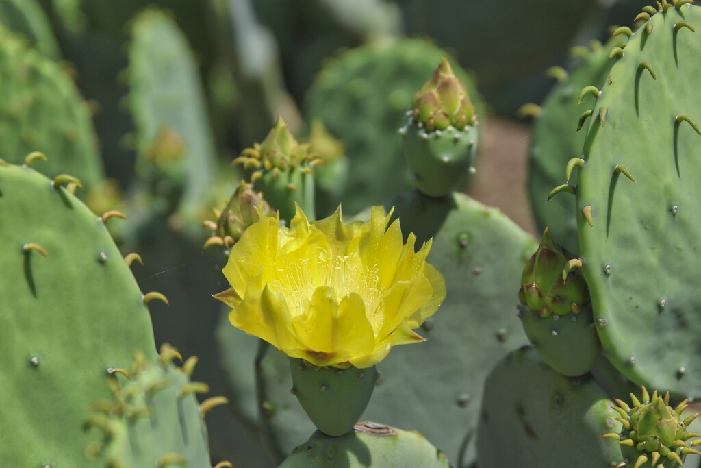 Yellow Cactus Flower by judyc57