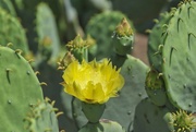 20th May 2024 - Yellow Cactus Flower