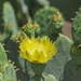 Yellow Cactus Flower