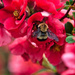 Bee by joansmor