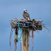 26th May 2024 - Mama Osprey