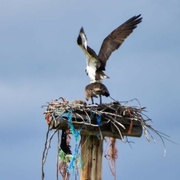 26th May 2024 - Papa Osprey