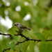 Bushtit by stephomy