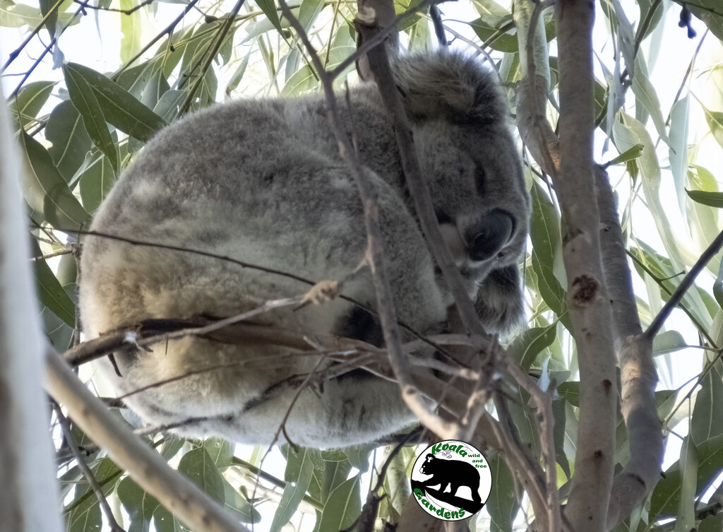 balancing nearly on thin air by koalagardens