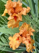 26th May 2024 - orange iris