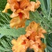 orange iris