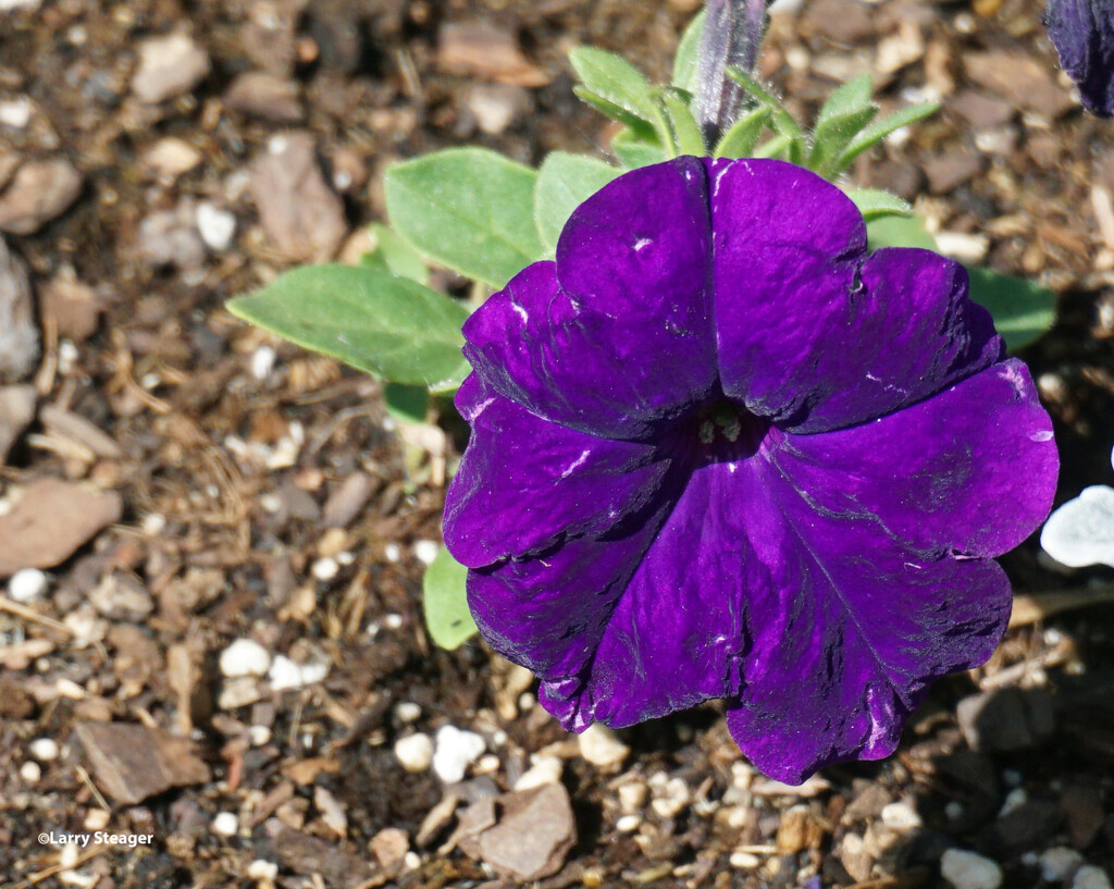 Petunia purple by larrysphotos