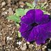 Petunia purple