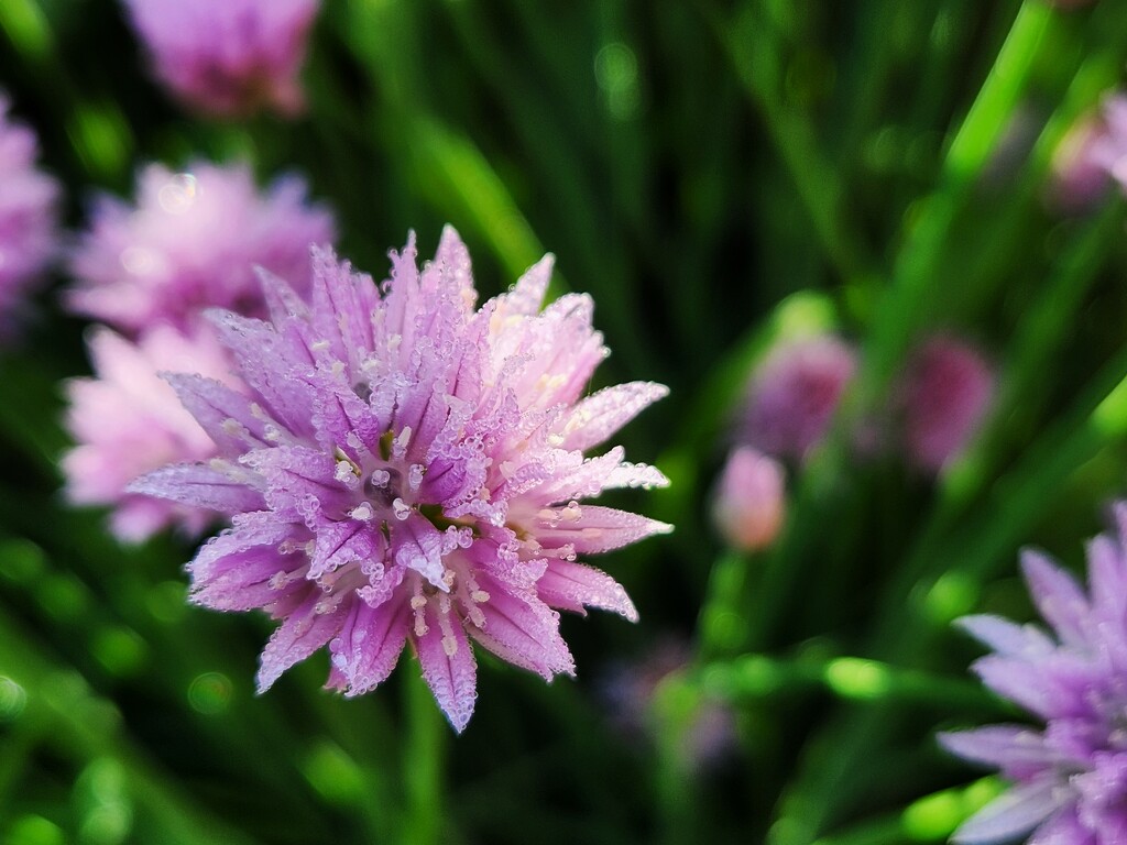Sparkling Chives by ljmanning