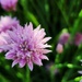 Sparkling Chives
