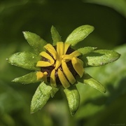 20th May 2024 - Black-eyed Susan